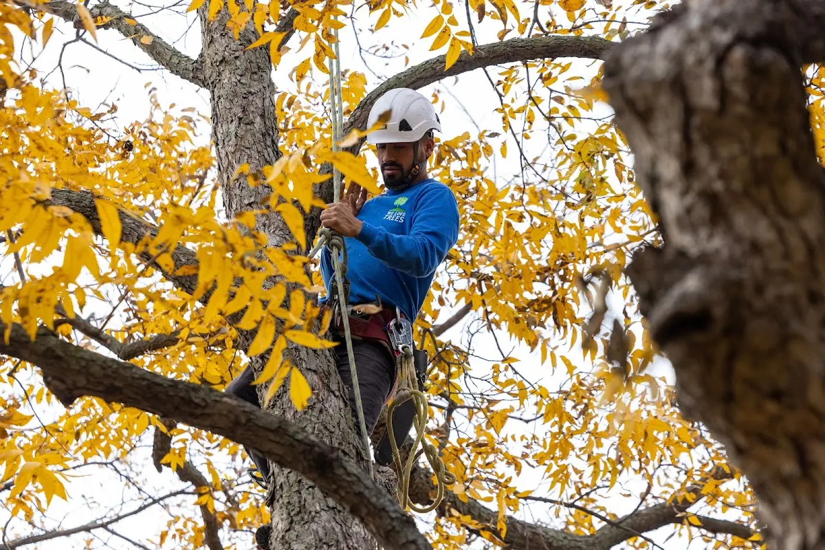 Skilled Tree Planing crew working in Kinston